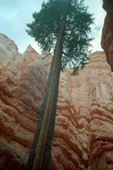 Bryce Canyon 080