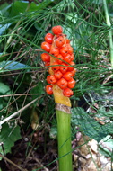 DSC09035
