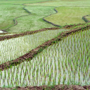 Le grenier à riz