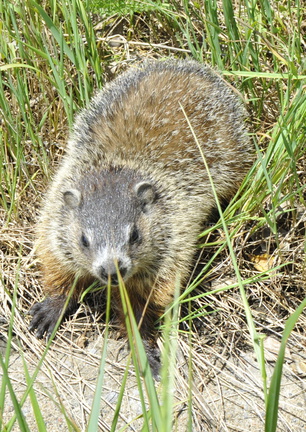  D3Z6094