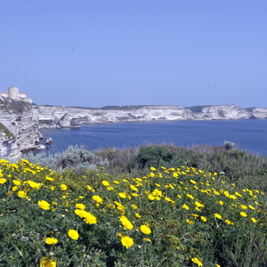 Corse