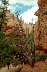 Bryce Canyon 090