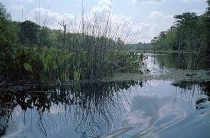 Floride 070