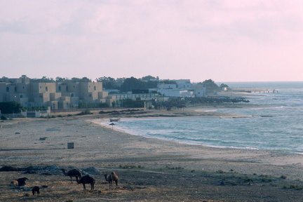 Tunisie 650