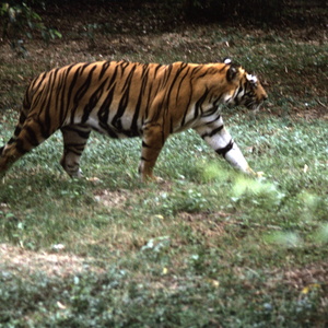 Corbett National park