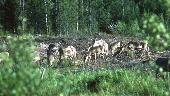 Finlande - 0210