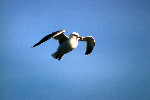 Danemark - 0020