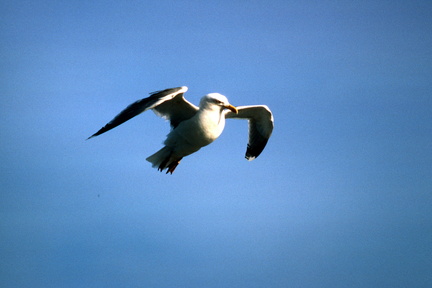 Danemark - 0020