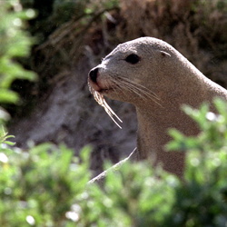 Kangaroo Island