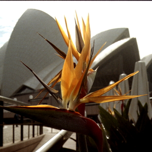 Sydney & Les Montagnes Bleues
